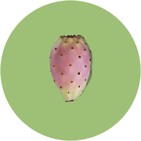 Fico d'india